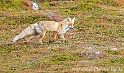 Renard 6306
